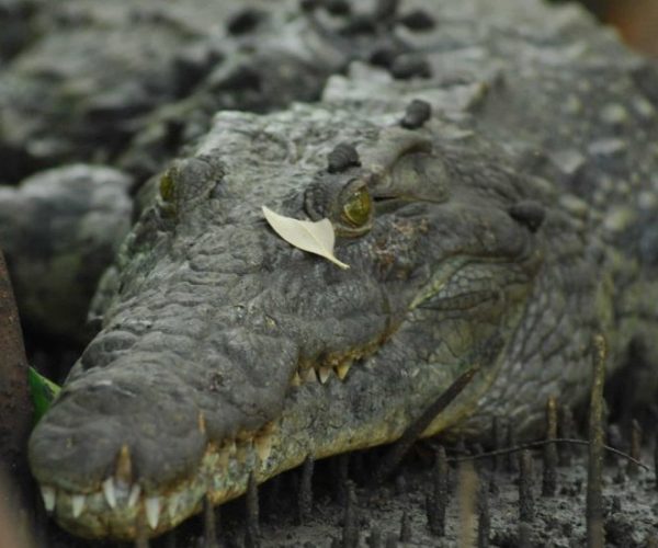 JUMBO-SAFARI-6-scaled-qqnzsetnl6ei4siic9nmirh88dnka3ul6t0k9m71x8