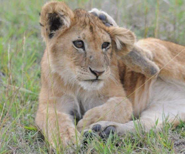 JUMBO-SAFARI-7-scaled-qqnzsfrhs0fsgeh56s29398otrixhsybixo1qw5nr0