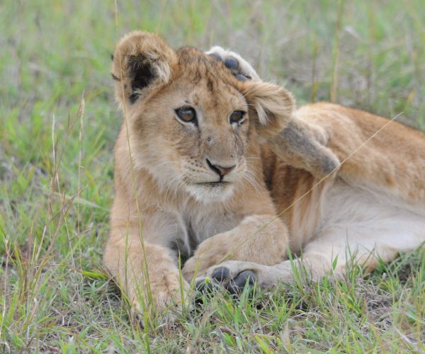 JUMBO-SAFARI-7