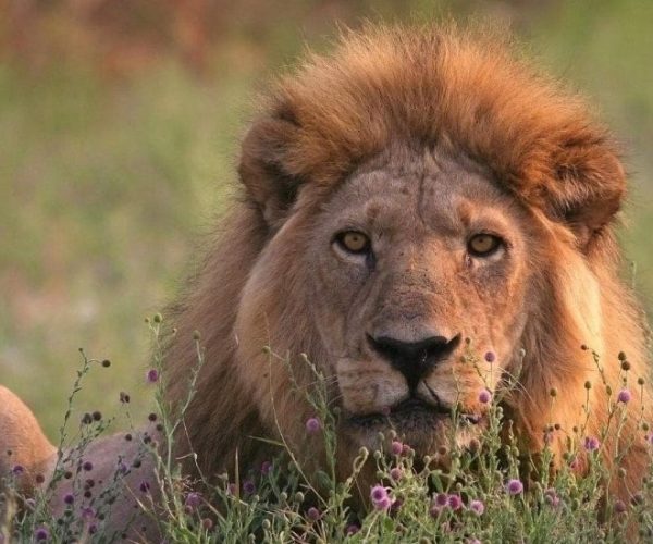 KALAHARI-3-qqo0lqees4jiavx84fxnsv3vc34re795jxmu7cpxto