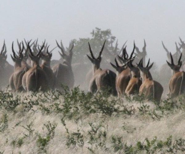 KALAHARI-5-qqo0lrc8yyksmhvuyycadcvbxh04lwcvw2abomojng