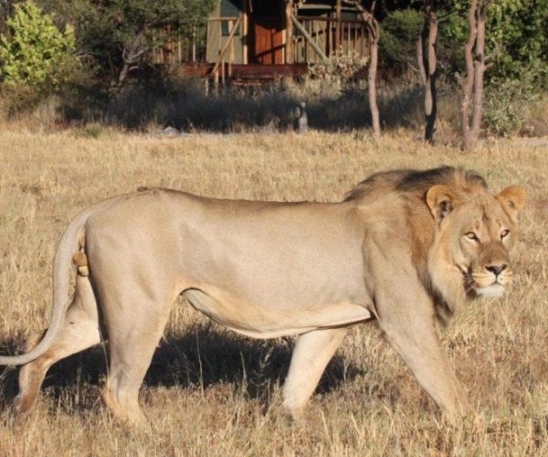 KALAHARI-6-qqo0lsa35sm2y3uhtgqwxumsiuvhtlgm86xt5wn5h8