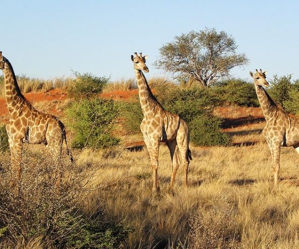 KALAHARI SAFARI (8)