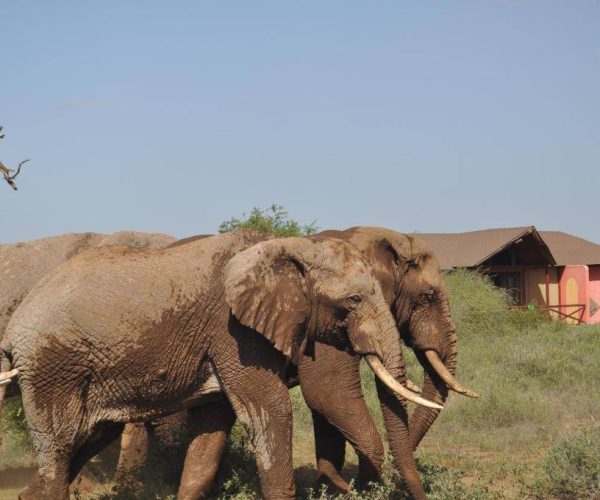 KILIMA-SAFARI-LODGE-9