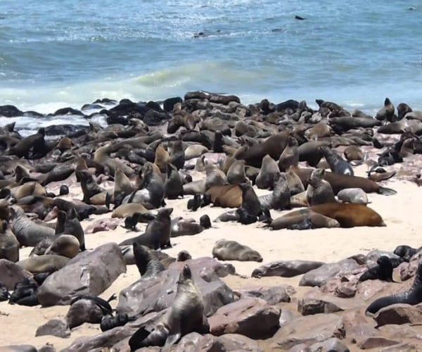 L-ESSENTIEL-DE-LA-NAMIBIE-14