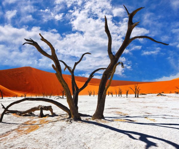 Dead Camelthorn Trees against red dunes and blue sky in Deadvlei, Sossusvlei. Namib-Naukluft National Park, Namibia, Africa