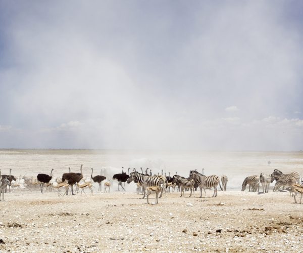 L ESSENTIEL DE LA NAMIBIE (7)