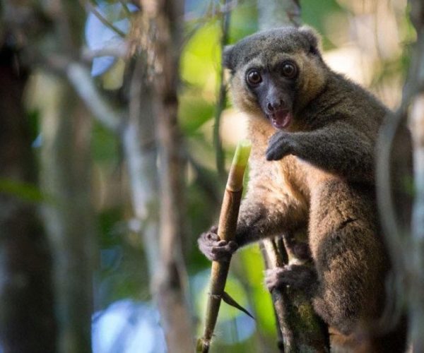 L-INCONTOURNABLE-SUD-LE-FASCINANT-TSINGY-1-qqo0bu5ktwzu2oaowny21v0671wncwyvuydtbhe5bw