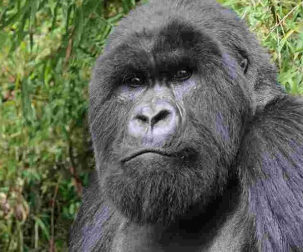 L-OUGANDA-AUTREMENT-1-qqo0370zzr5xbqumdfgjmjilkii5l3nqc6g3gw7gjg