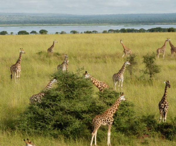 L-OUGANDA-AUTREMENT-2-qqo037yu6l77nct97xv671a25wdissrgob3ky662d8