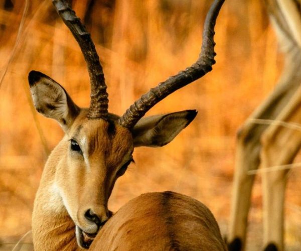 L-OUGANDA-AUTREMENT-3-qqo038wodf8hyyrw2g9srj1ira8w0hv70fr2fg4o70