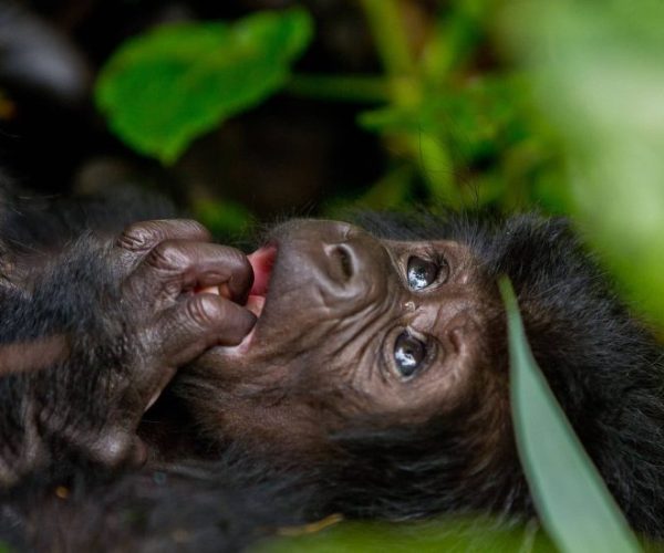 L-OUGANDA-AUTREMENT-7-qqo03co14rdn9emfghwb1i3d4tqcvaa4cyd0cjz3i4