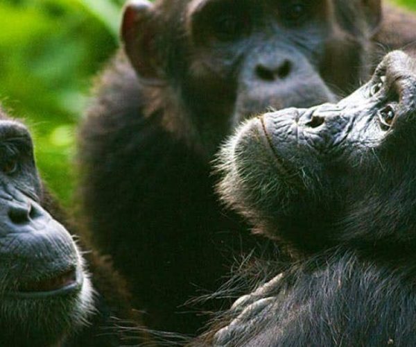 L-OUGANDA-AUTREMENT-9-qqo03dlvblexl0l2b0axlzutq7lq2zdup30httxpbw