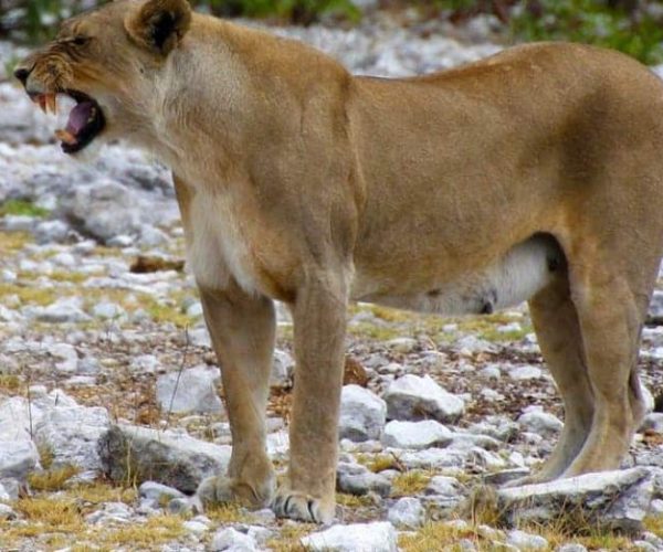 LA-NAMIBIE-EN-AUTOTOUR-6-qqo03hd82xk2vgflp1xfvywo3r36xrss1lmfqxs4n0