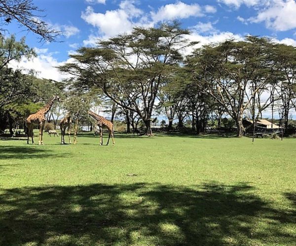 LAKE-NAIVASHA-COUNTRY-CLUB-7
