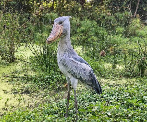 LE PARC NATIONAL DE SEMULIKI 4
