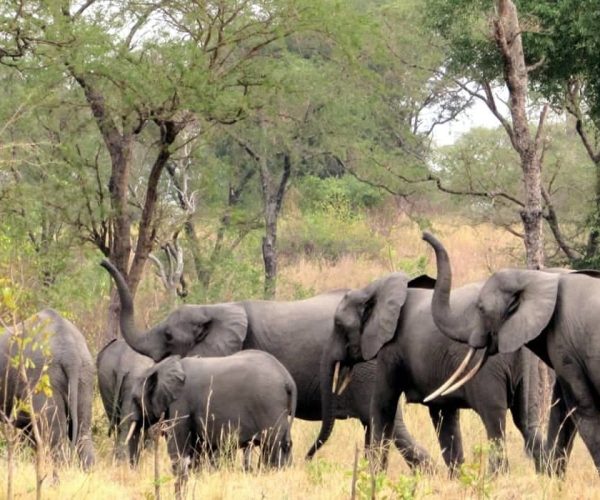 LE PARC NATIONAL DE SEMULIKI BANDEAU