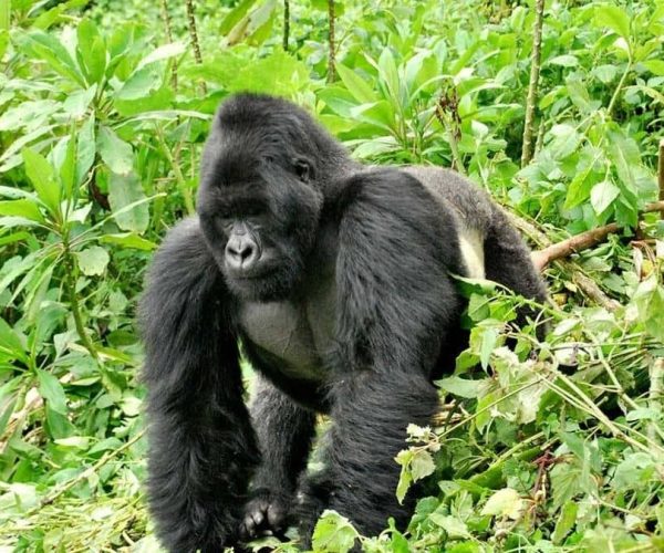 LE PARC de BWINDI 2