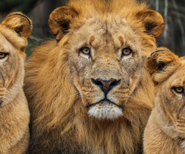 Katanga Lion - Panthera leo bleyenberghi, iconic animal from Afr