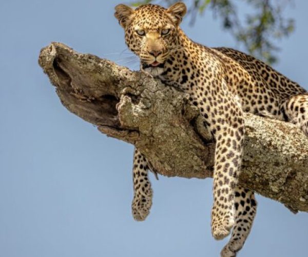 LEOPARD SAFARI (4)