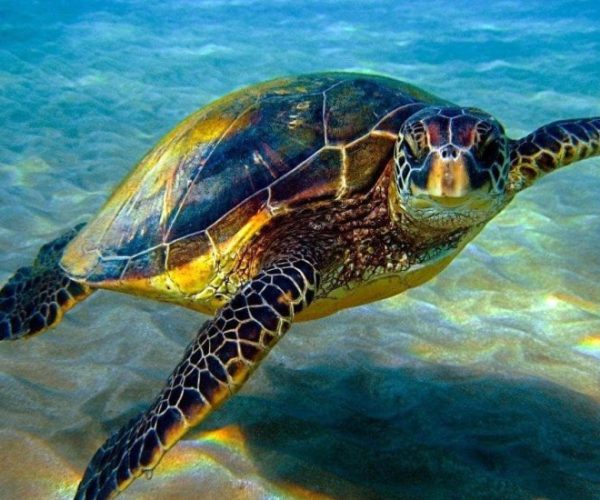 LEPOUSTOUFLANT-NORD-6-qqo0c0qg5r8uby14u8sg1bcecr07usp07uy7of4e4c