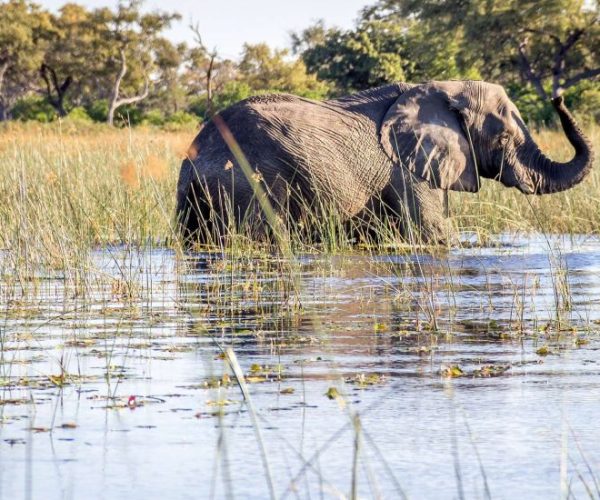 LION-SAFARI-12-qqo0myktpc7zgk51yh14k1yj9730fz4je0anrcwfp8