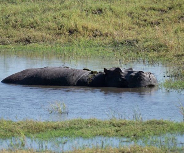 LION-SAFARI-3-qqo0mp6fszv48giphcyuv4bxbcdcb0380prsyladfg