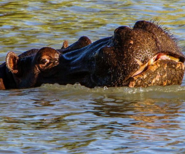 LION-SAFARI-7-qqo0msxskc09iwd8veld53drovut5si5d8dqvp4sqk