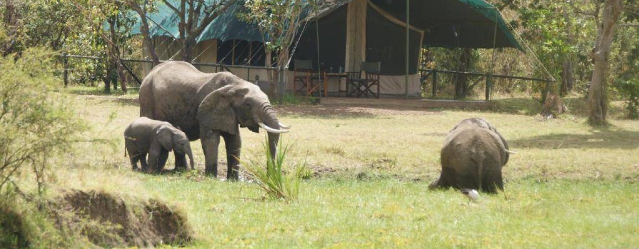 LITTLE GOVERNORS CAMP (8)