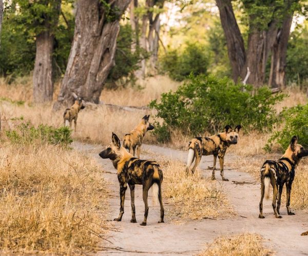 La Traversée Sauvage du Botswana De Moremi aux Chutes Victoria en 4x4 - Autotour (1)