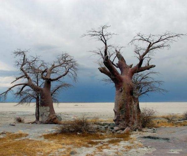 La Traversée Sauvage du Botswana De Moremi aux Chutes Victoria en 4x4 - Autotour (11)