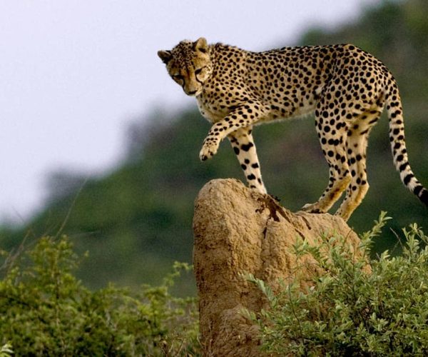 La Traversée Sauvage du Botswana De Moremi aux Chutes Victoria en 4x4 - Autotour (2)