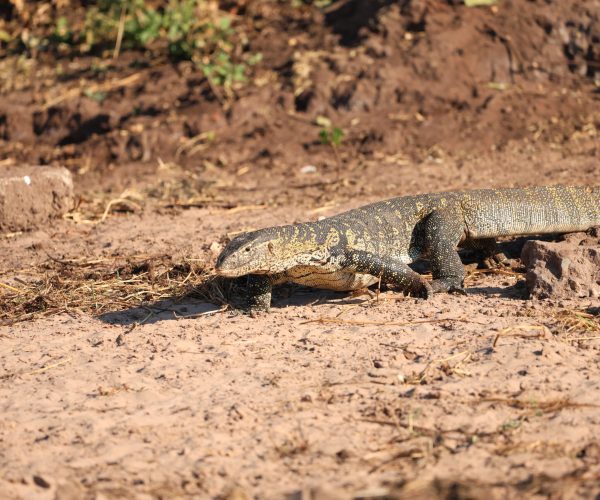 La Traversée Sauvage du Botswana De Moremi aux Chutes Victoria en 4x4 - Autotour (4)