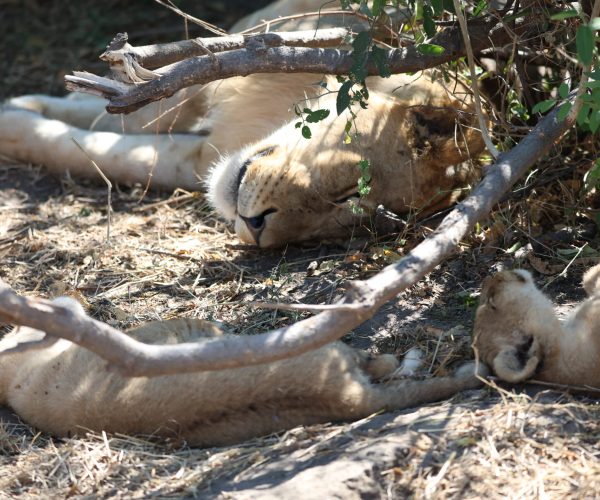 La Traversée Sauvage du Botswana De Moremi aux Chutes Victoria en 4x4 - Autotour (5)