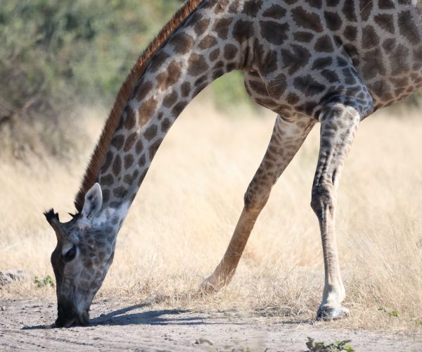 La Traversée Sauvage du Botswana De Moremi aux Chutes Victoria en 4x4 - Autotour (6)
