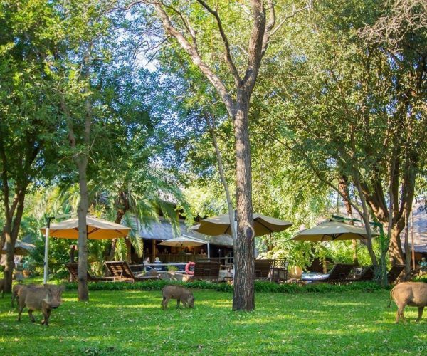 Lokuthula-Lodge-Daily-Visitors