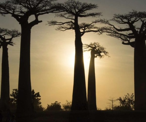 MADAGASCAR-GROUPE-6-qqo03xchb45yctse3qu3kcvi7awfkmk7rspown4fp8