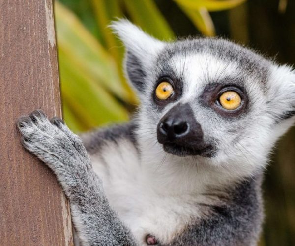 MADAGASCAR-GROUPE-9-scaled-1-qqo03yabhy78ofr0y98q4umysorssbny3xd6dx31j0