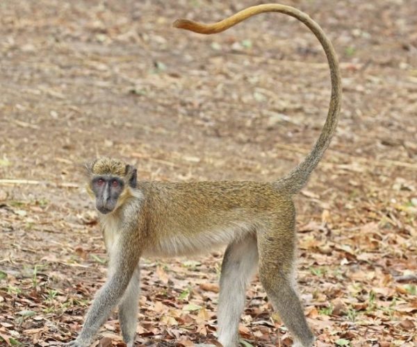 MERVEILLES-DU-SUD-LA-TRES-SPECIALE-RESERVE-DE-MAPUTO-10-scaled-1-qqo0cdw6tfquuhi0peh8080uo57cuk58xo30eakvp8