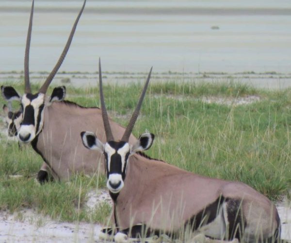 MORINGA-2-2-qqo057eklzx05pxhmsqtgj93b6lf1sn2a4ohf7858c