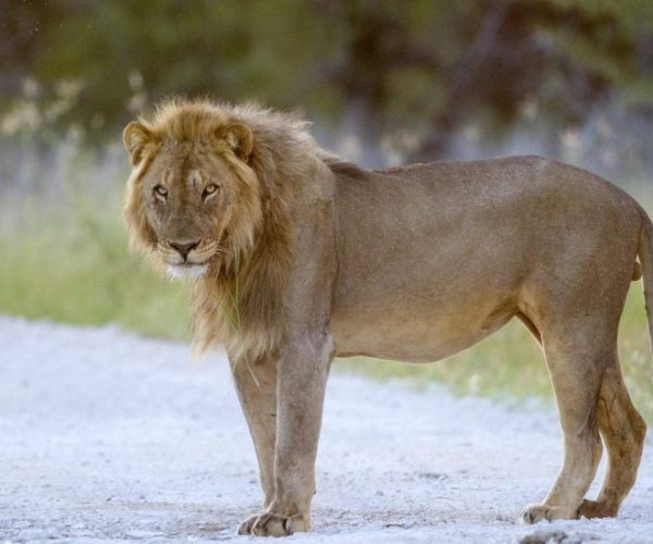 MORINGA-6-qqo059a8znzksxurbtk2lis0hyc5h6uiydzgdr5cvw