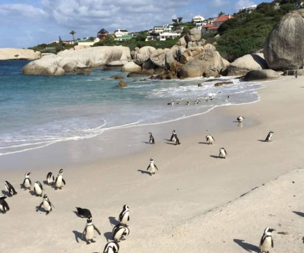 Manchots-qqo04tazrhdpbkhyx4nex4t6eeiwuc3386w781t1to