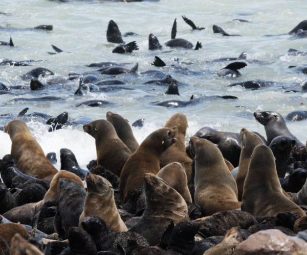 NAMIBIE-VISIONS-AUSTRALES4-qqo062f8vj3gsuoflo5i8tfawwcj3t27ee7i9by5j0