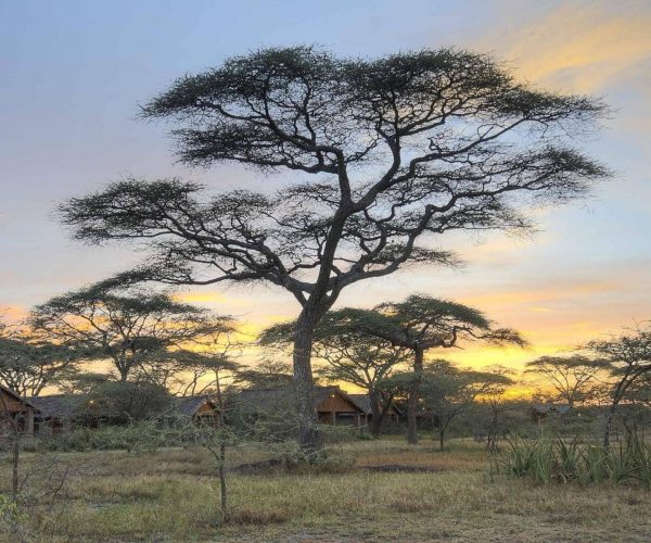 Ndutu-Safari-Lodge-11