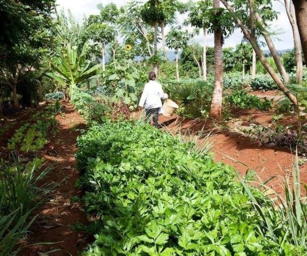 Ngorongoro-Farm-House-8