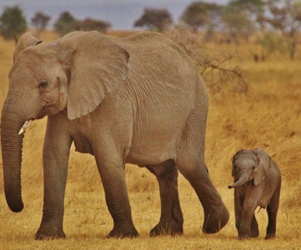 OUT-OF-AFRICA-17-qqo06umekk62h5jh10cbbmb4qghjiq65i9s2nmsccc