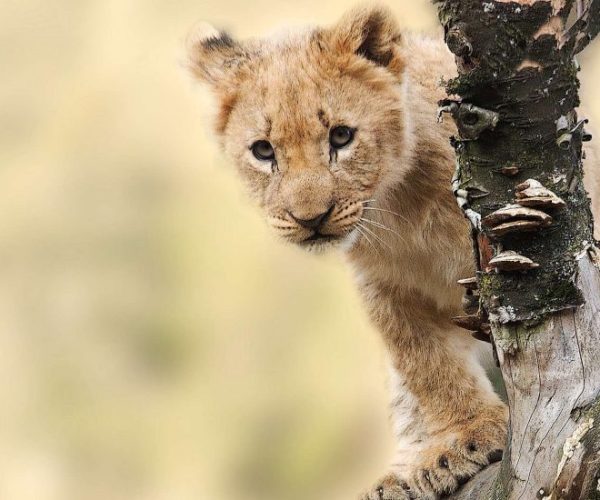 OUT-OF-AFRICA-5-qqo06ka6hdrwxfyhpdvf26x277wi6213sulqdl7o8s