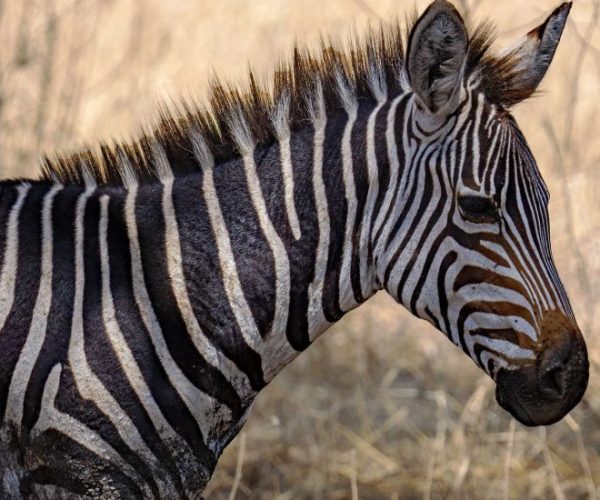 OUT-OF-AFRICA-9-qqo06o1j8px27vt13fhxc5ywkrdz0ug15d7oap23jw