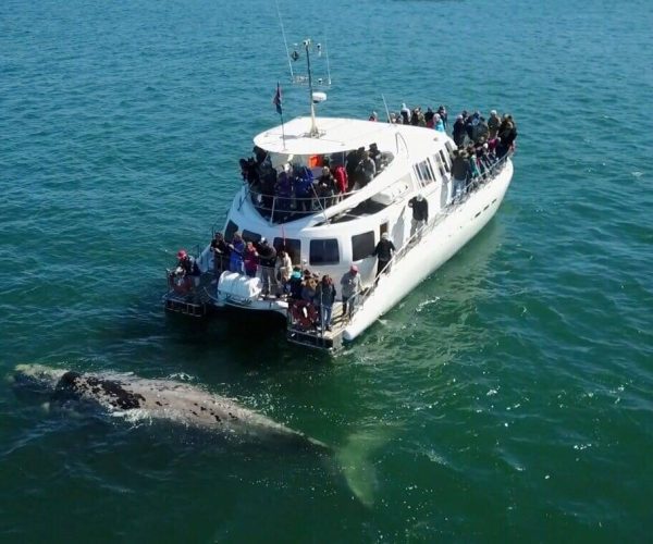 Observation-des-baleines-a-Hermanus-1