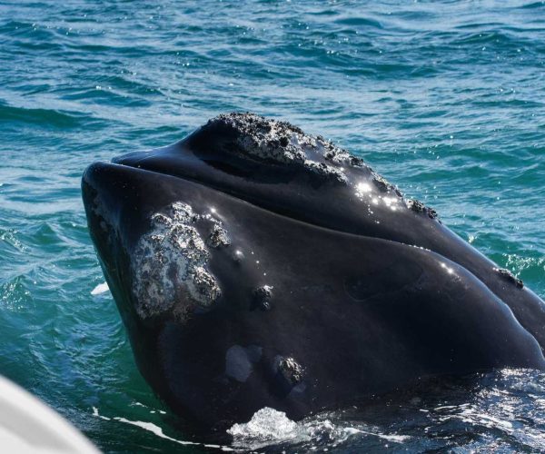 Observation-des-baleines-a-Hermanus-2